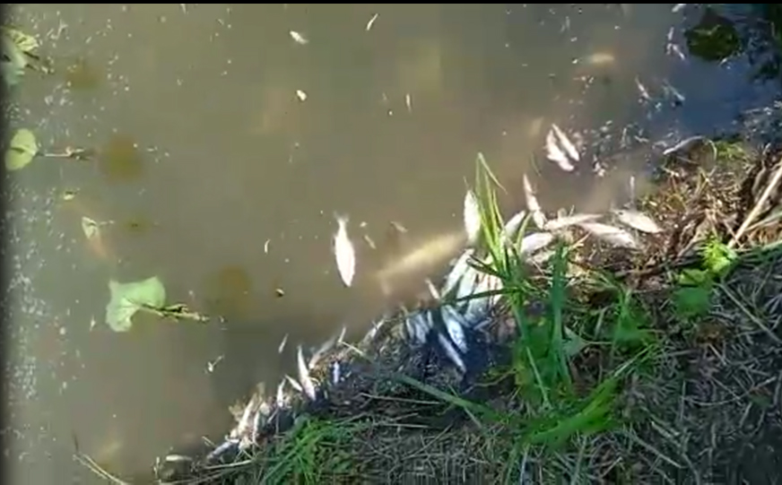 В Яшкинском округе снова гибнет рыба